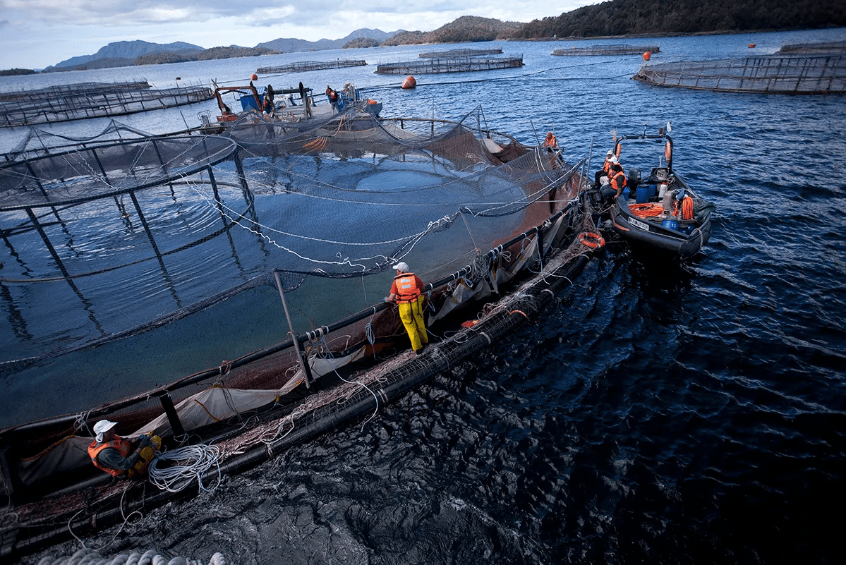 US Tariffs Test Chile’s Salmon Industry