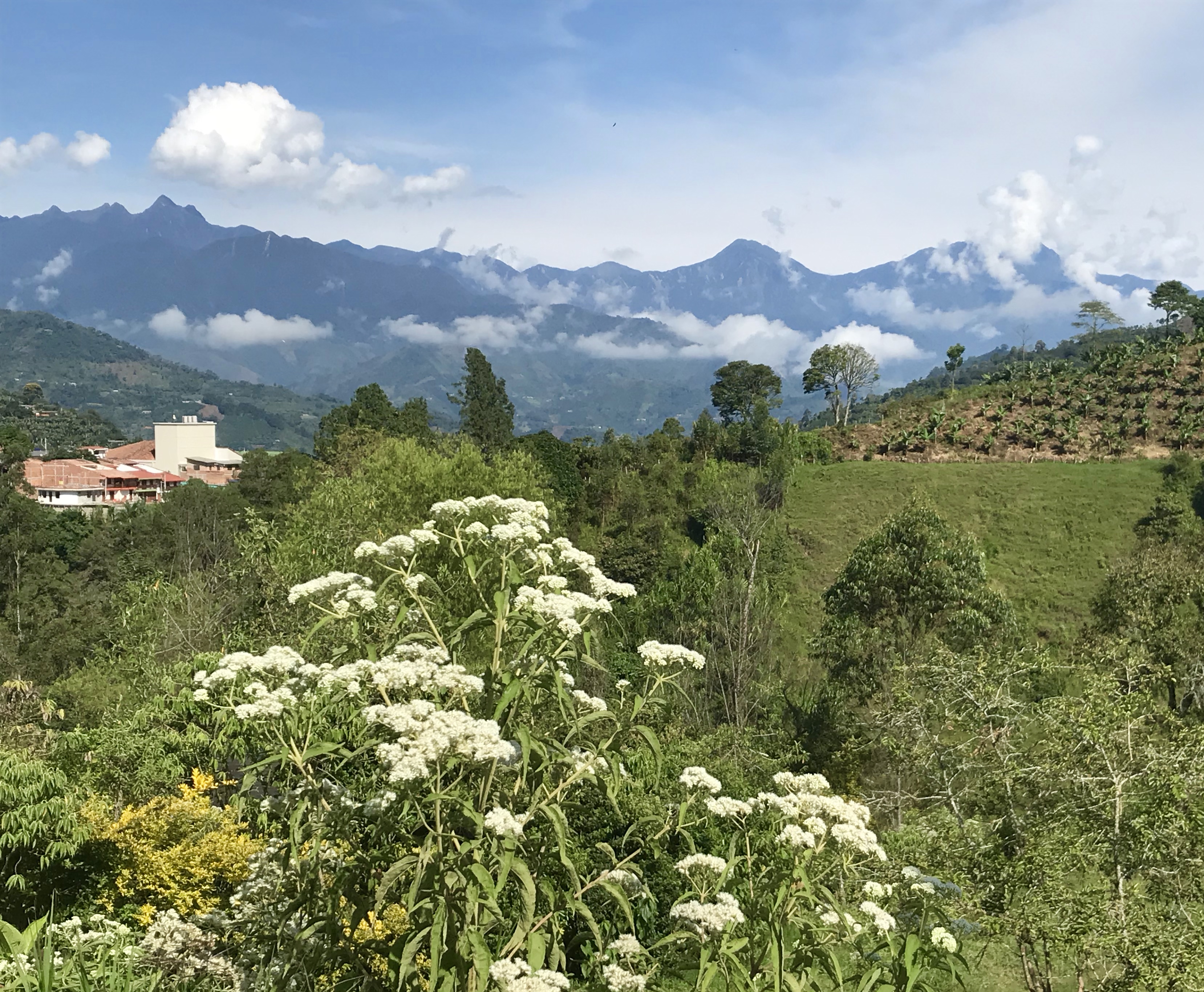 Jardin view