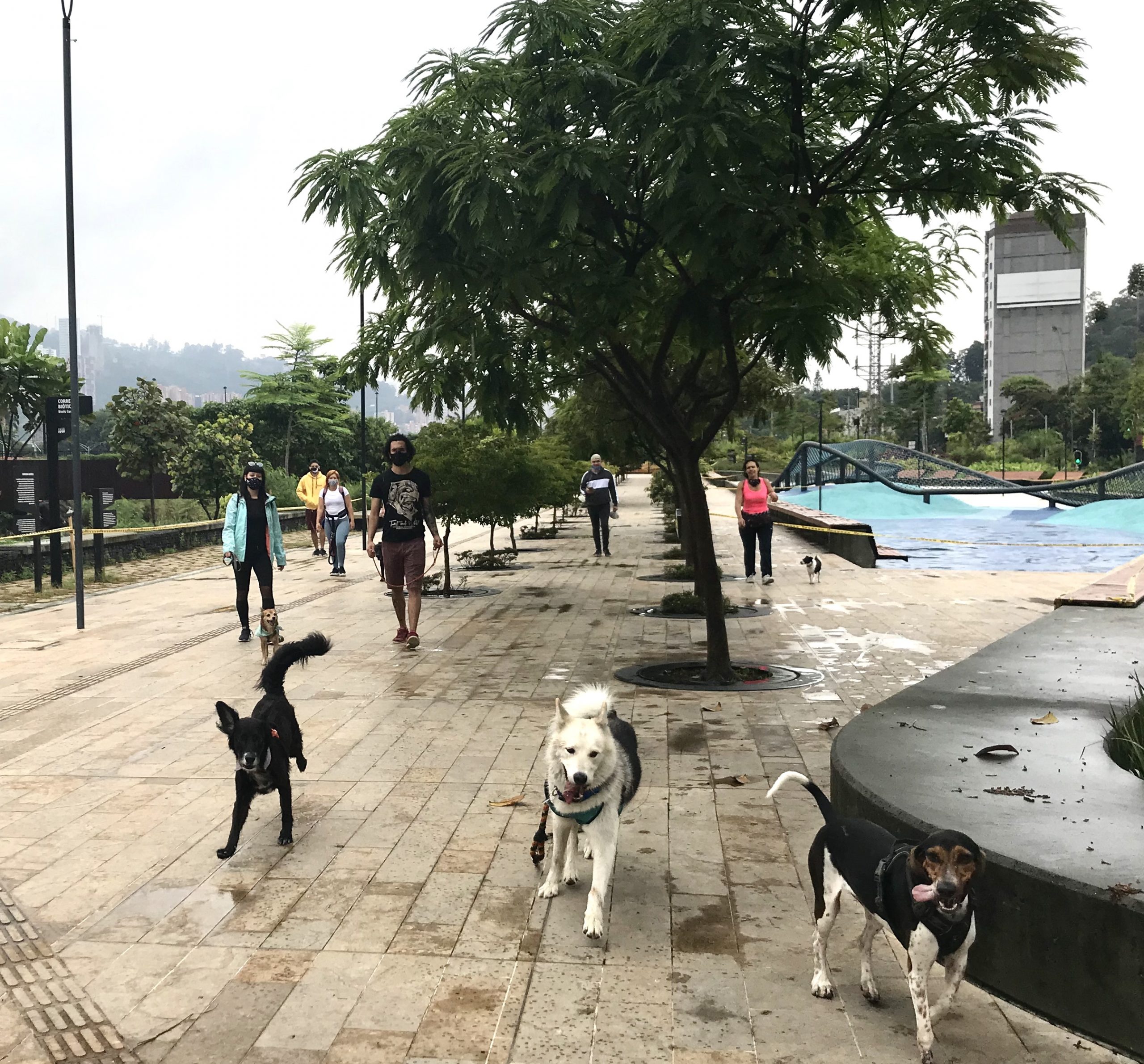 On Sundays, there are always lots and lots of happy pooches and their people out for some air.