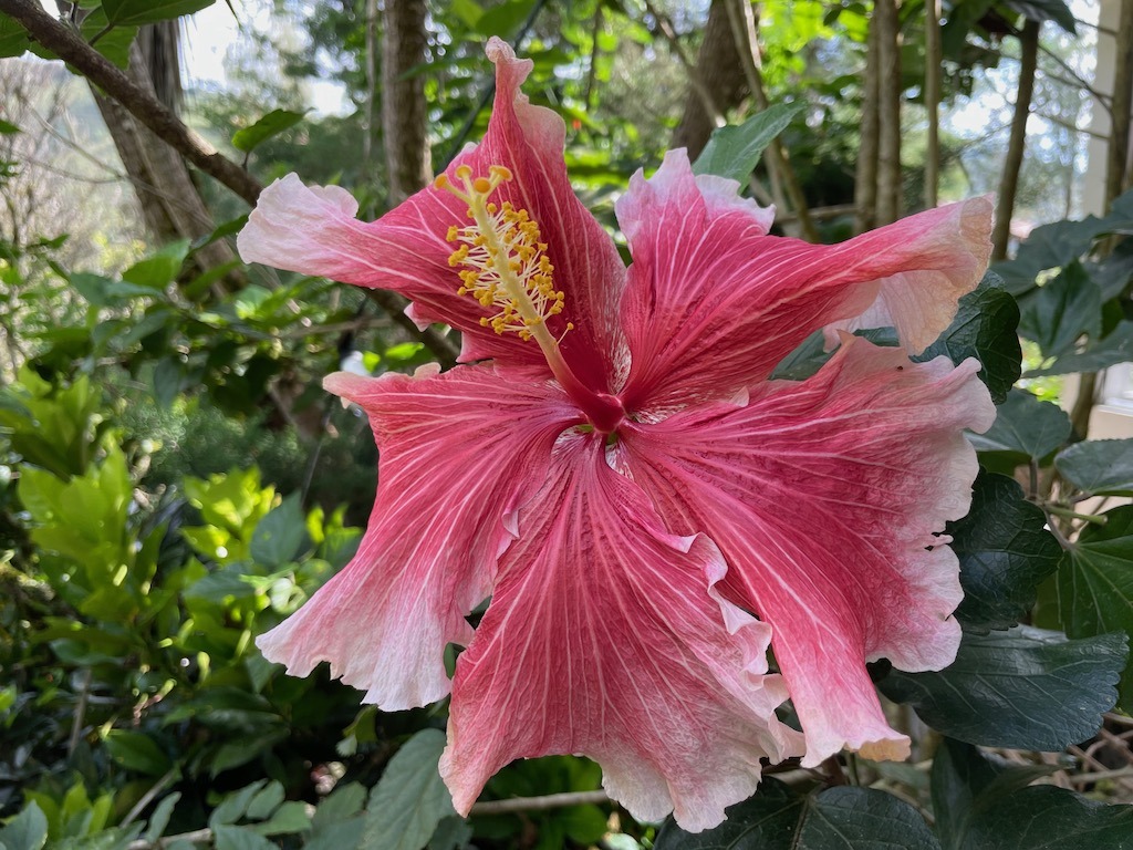 A beautiful hibiscus at AthaKai eco-resort