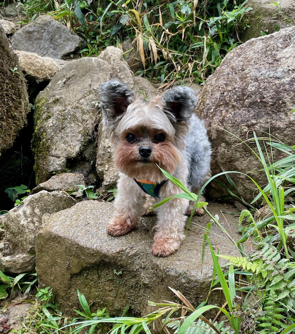Little Terry the Yorkie kept right up with the big pups!