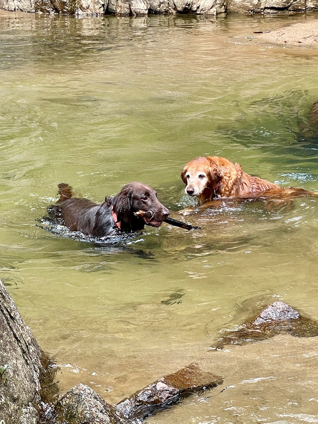 Bobbie and Rosie especially loved swimming in the charcos.