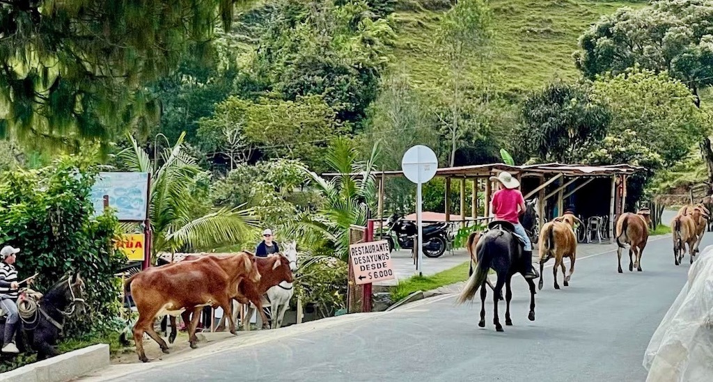 Cattle drive, Colombia-style!