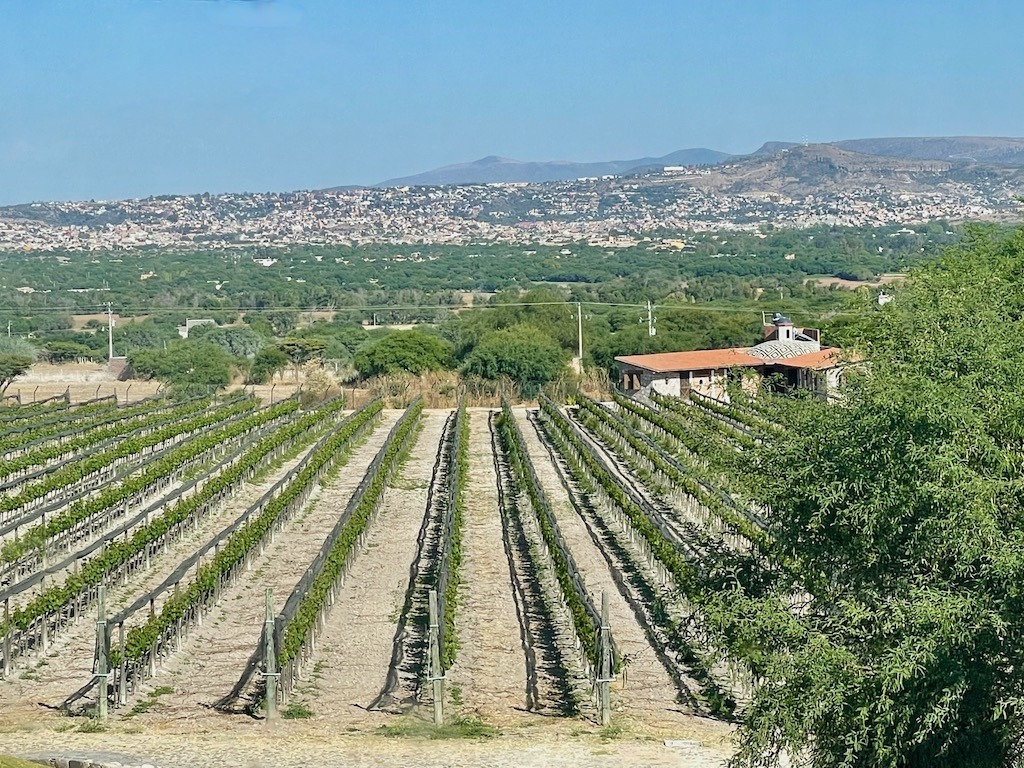 Vineyards, Hacienda San Jose Lavista