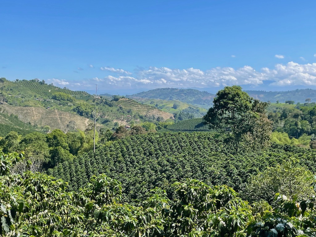 Coffee plants as far as the eye can see