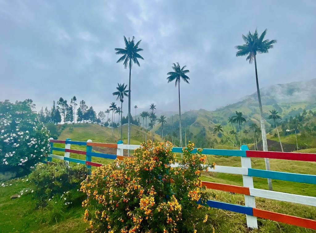 The wax palms of San Felix