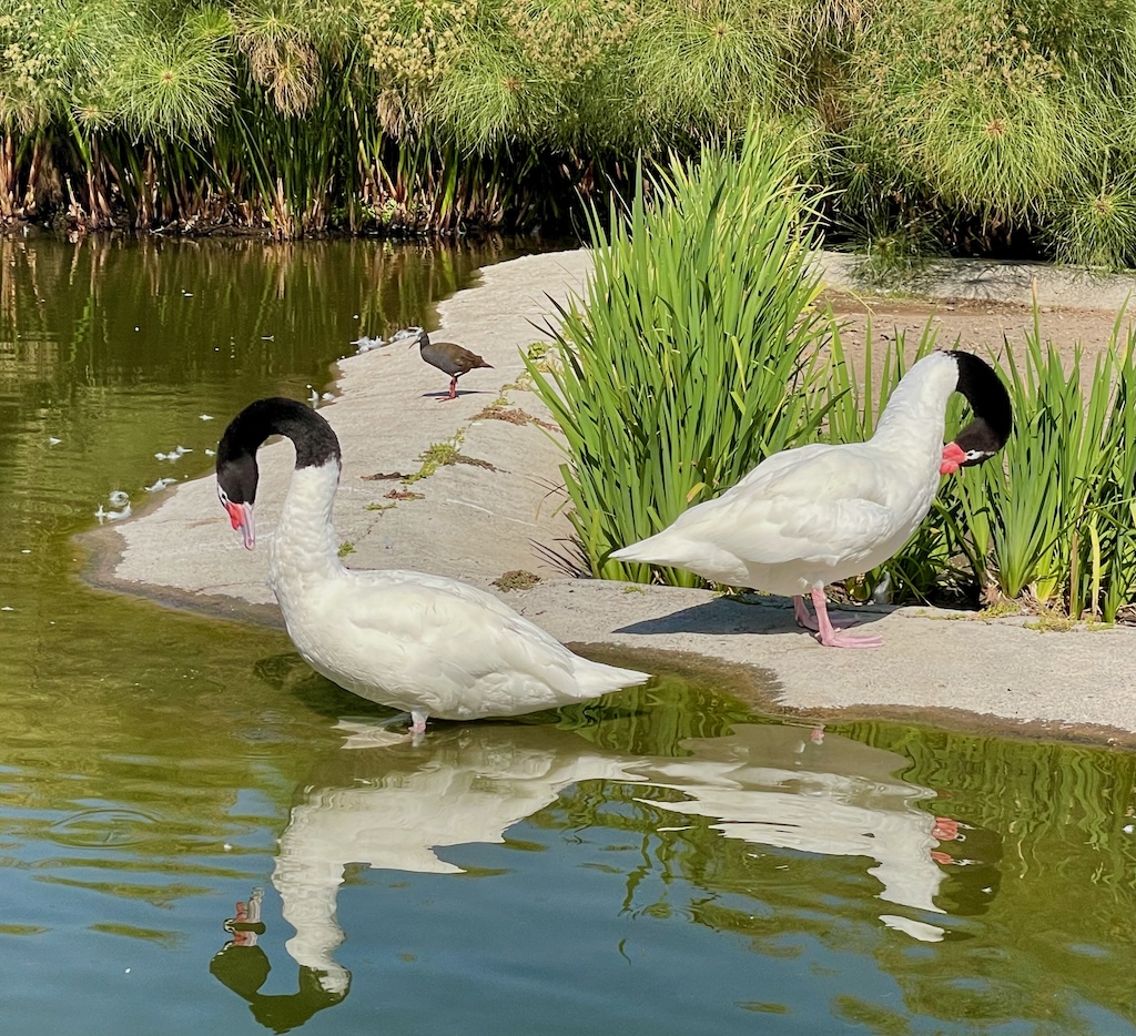 Happy geese in Parque Bicentenario