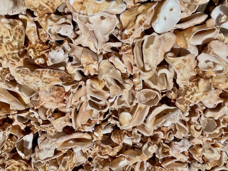 Shell Cemetery Beach close-up