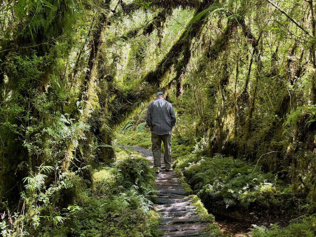 Forest primeval