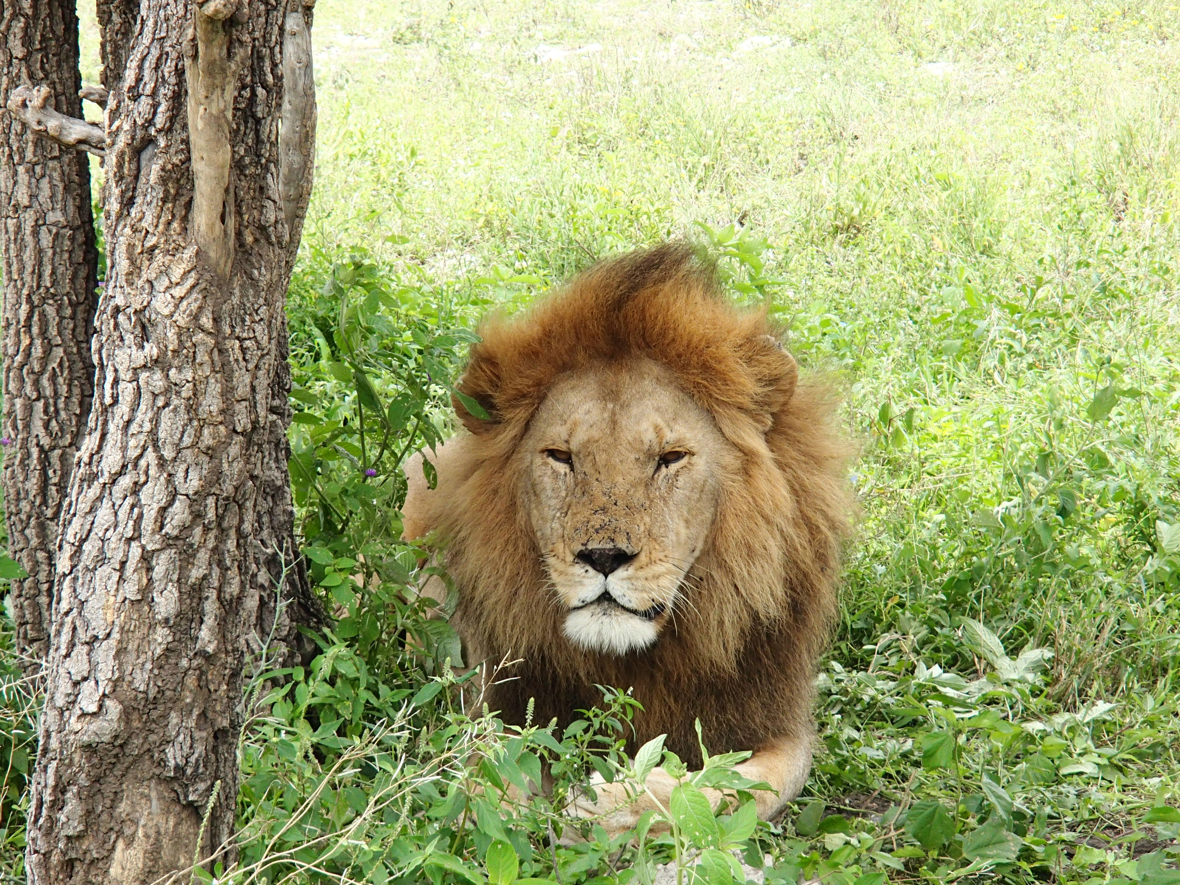 Plan Your Dream African Safari Lori Michael S Travel Blog