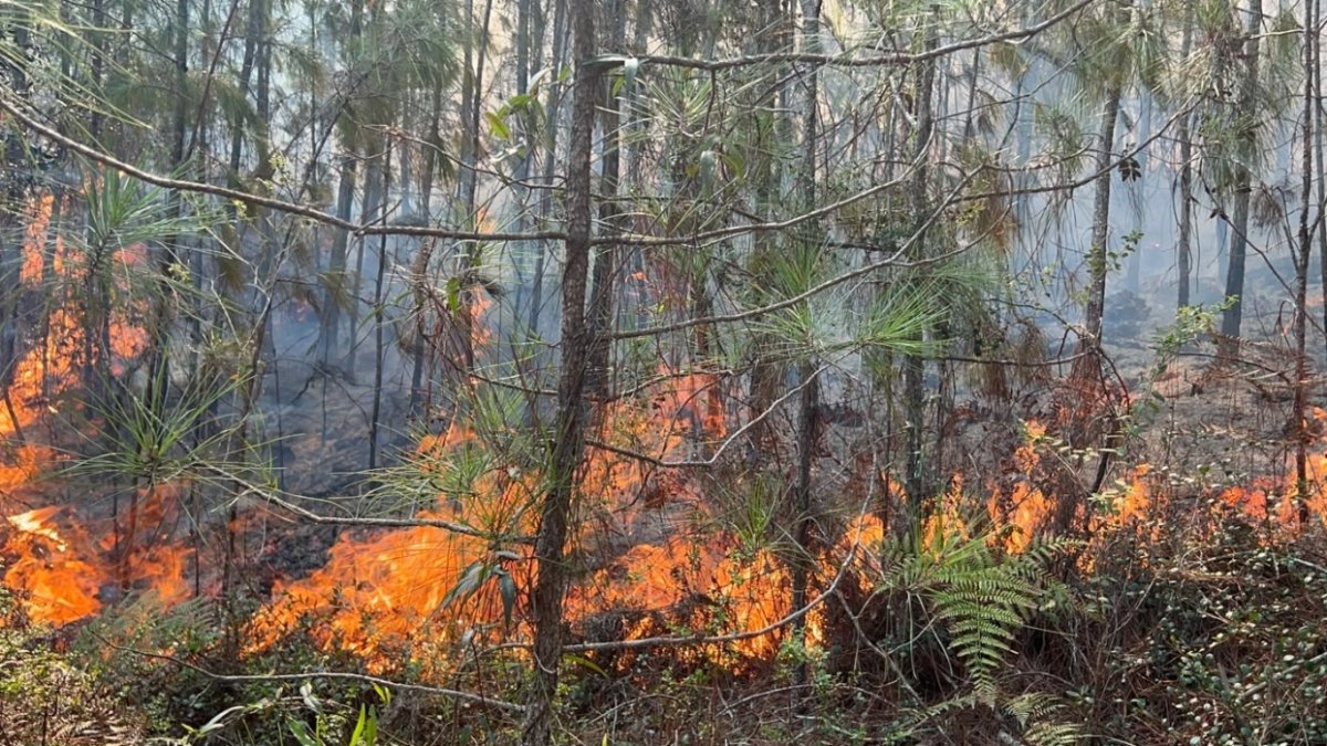 OBSERVATORIO ALERTA SOBRE EMERGENCIA AMBIENTAL POR INCENDIOS FORESTALES EN RD