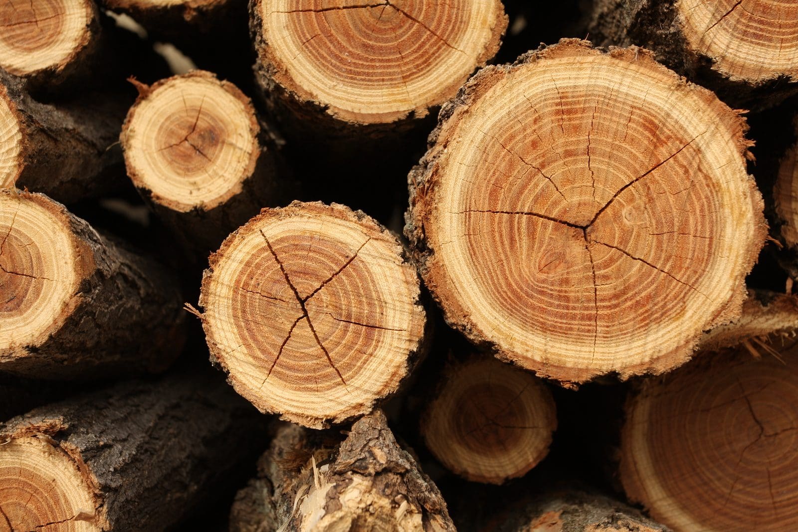 Tree Ring Dating High Resolution Stock Photography And Images Alamy