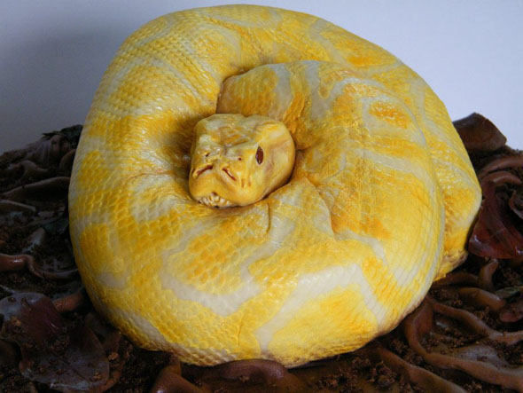 This snake can top out at lengths of 5' in rare instances, but most adults end up … A Birthday Cake That Looks Just Like An Amelanistic Burmese Python