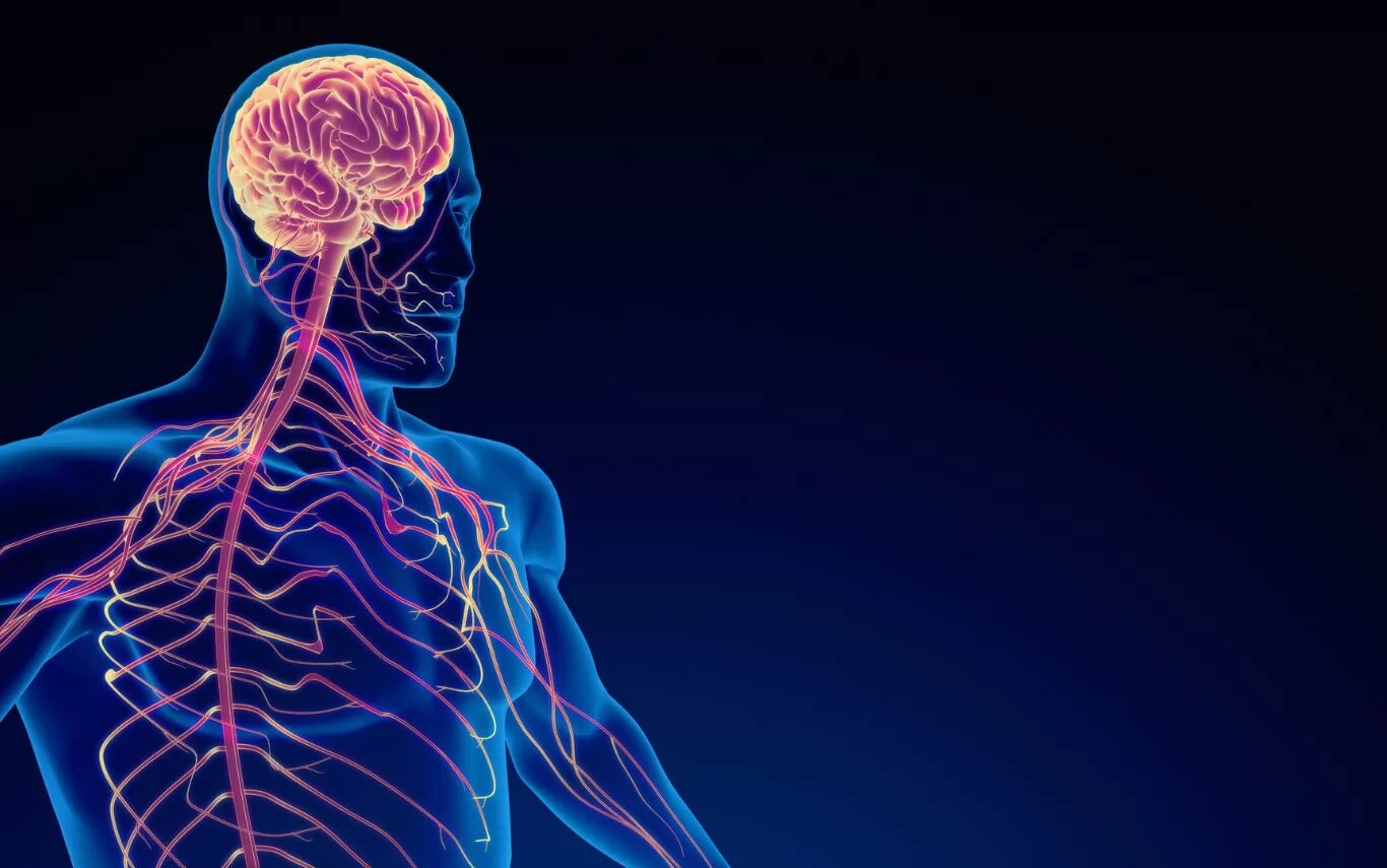 graphic of the human nervous system