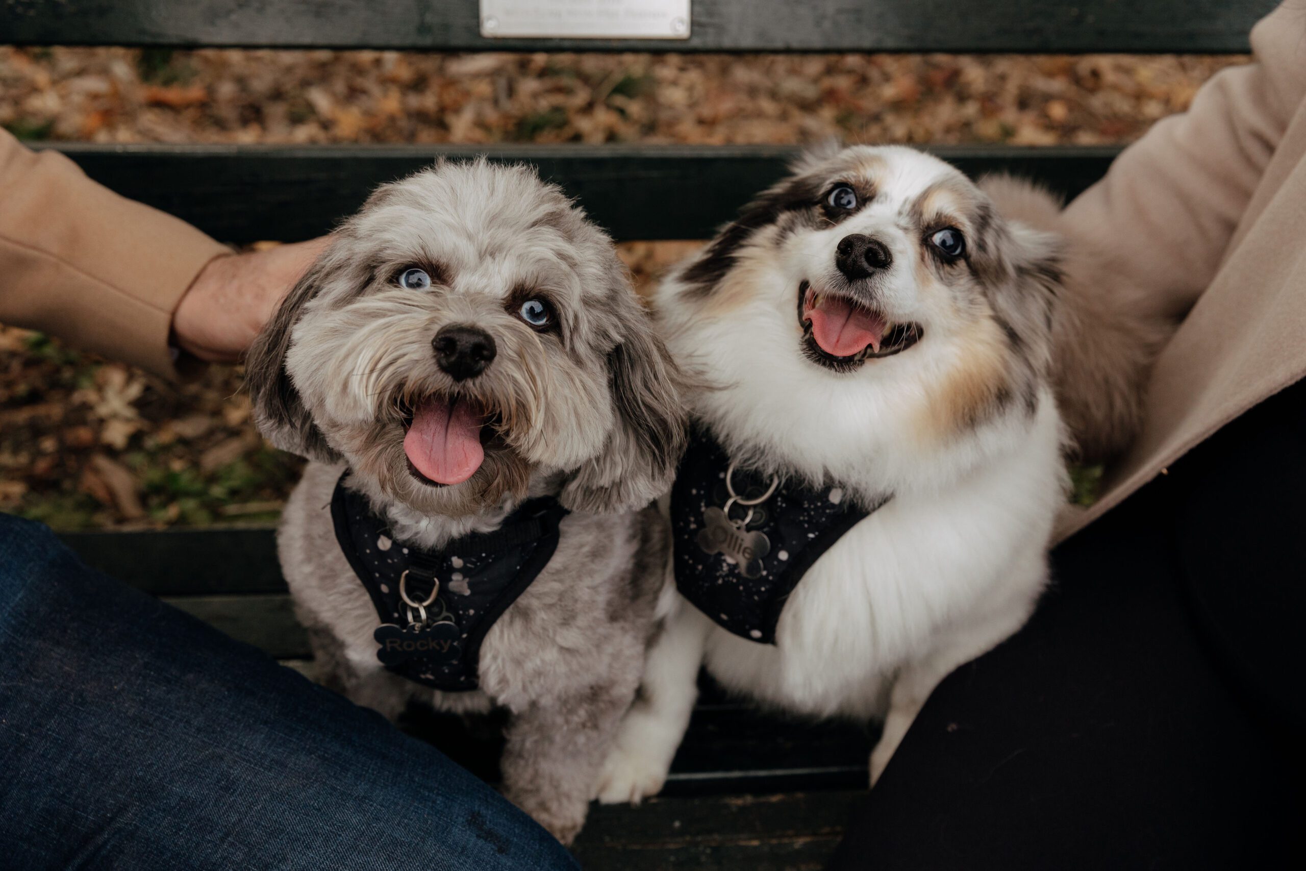 Laura Lulgjuraj,'s dogs, Westchester real estate expert