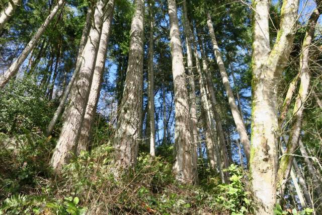 The forest is a mix of deciduous (alder, bigleaf maple, etc.) and evergreen (Western redcedar, Douglas-fir, Western hemlock). (Lauren Danner photo)