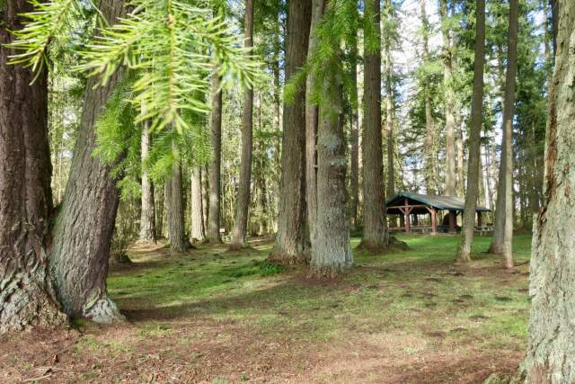 The picnic shelter at Matilda Jackson State Park is shaded by old-growth Douglas-firs, a rarity in this area and just three miles from Interstate 5. (Lauren Danner photo)