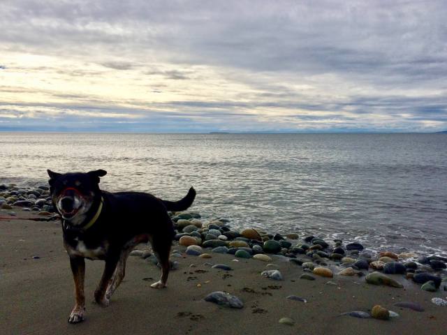 Dewey the dog enjoys exploring the beach at Joseph Whidbey State Park