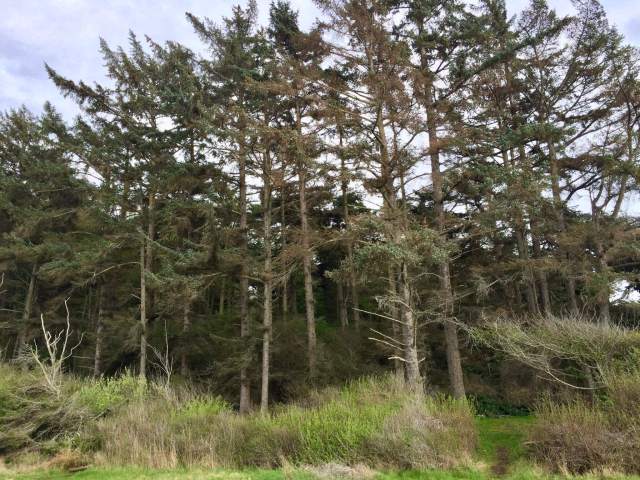 Forested bluff at Joseph Whidbey State Park