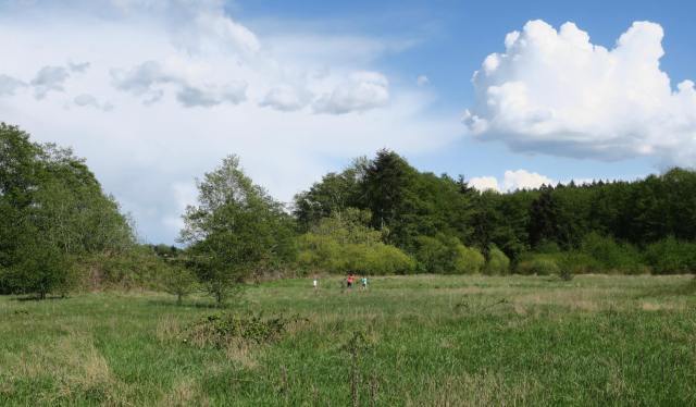 Large meadow at Joseph Whidbey State Park