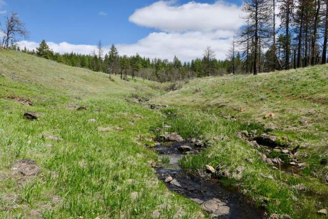 Creek in Picnic Meadow