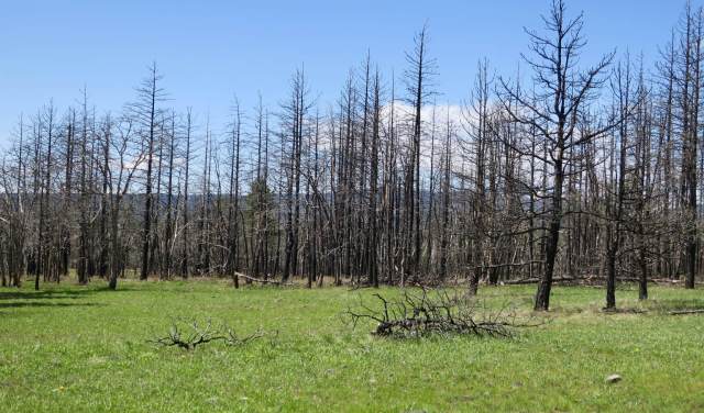 Stark remnants of 2011's Monastery Fire contrast with spring-green grass at Brooks Memorial State Park.