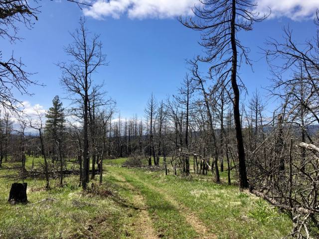 Trail through the Monastery Fire burn area at Brooks Memorial State Park