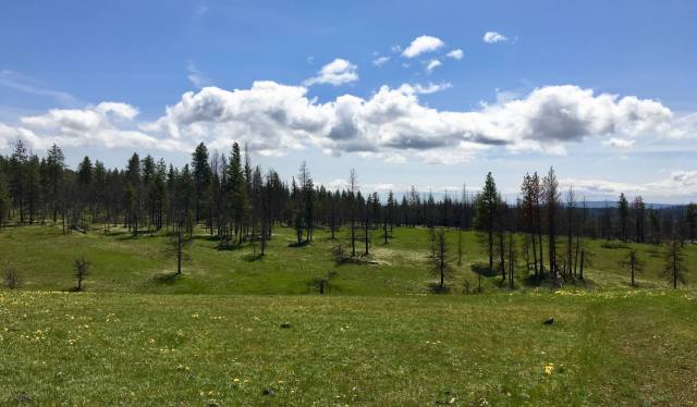 Picnic Meadow at Brooks Memorial State Park