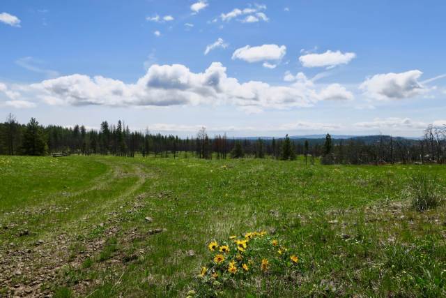 Balsamroot heralds wildflower season in Picnic Meadow