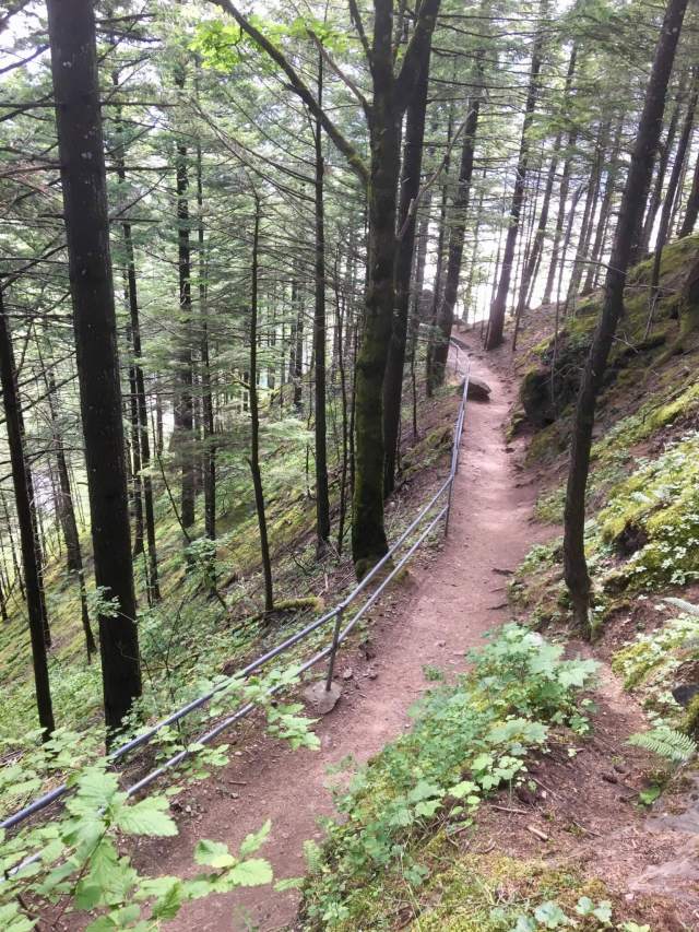 Almost there! The trail winds into the woods before ending at the summit. (Lauren Danner photo)