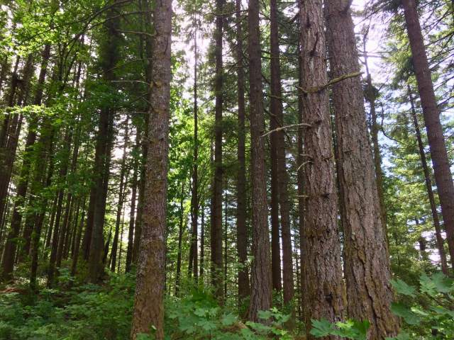 The Hadley Grove is named for Clyde Hadley, the first superintendent of Beacon Rock. A plaque along the trail praises his "inspiring leadership and diligent labor" in making Beacon Rock one of Washington's crown jewel state parks. (Lauren Danner photo)