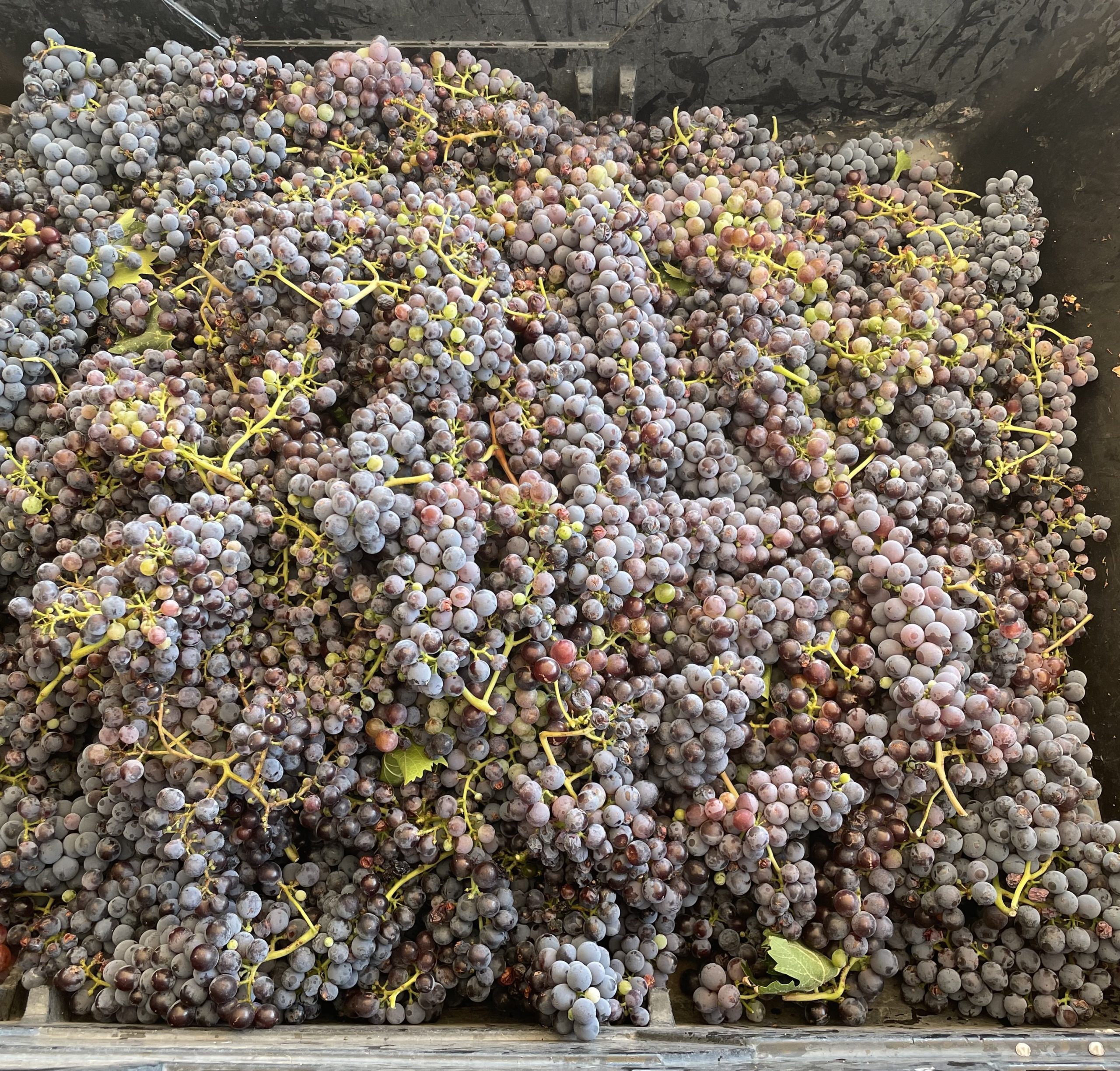 Sangiovese grapes