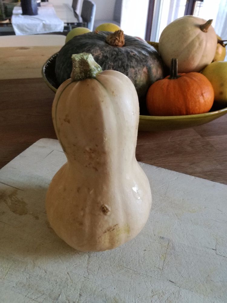 Zucca butternut, per risotto zucca e salsiccia