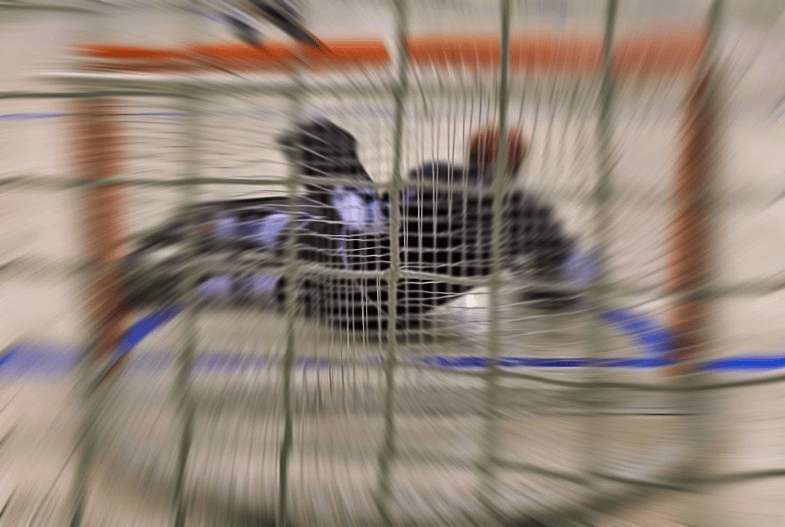 hockey