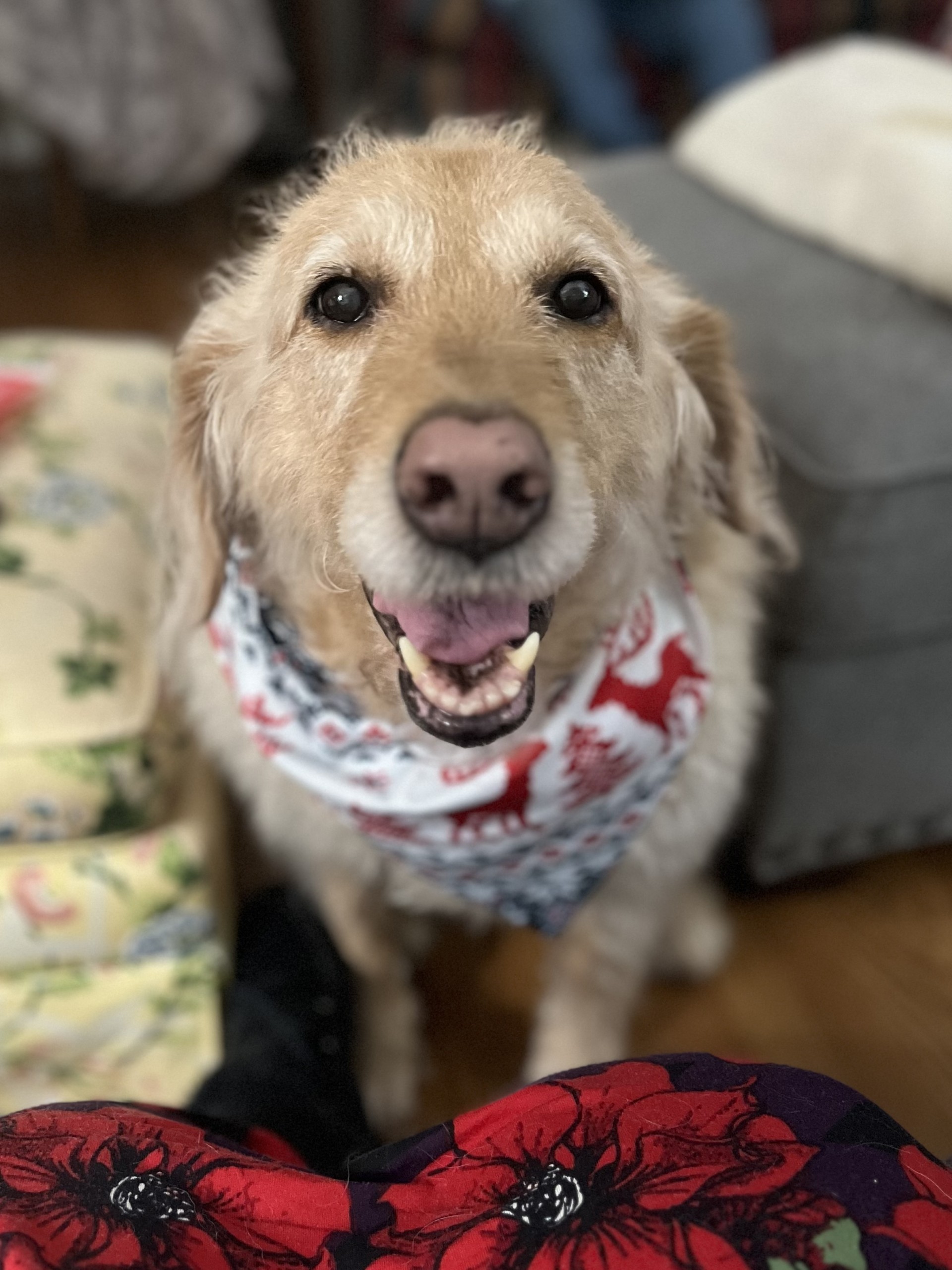 2026 Pets Of The Month In Greensboro NC Lawndale Veterinary Hospital DAISY 