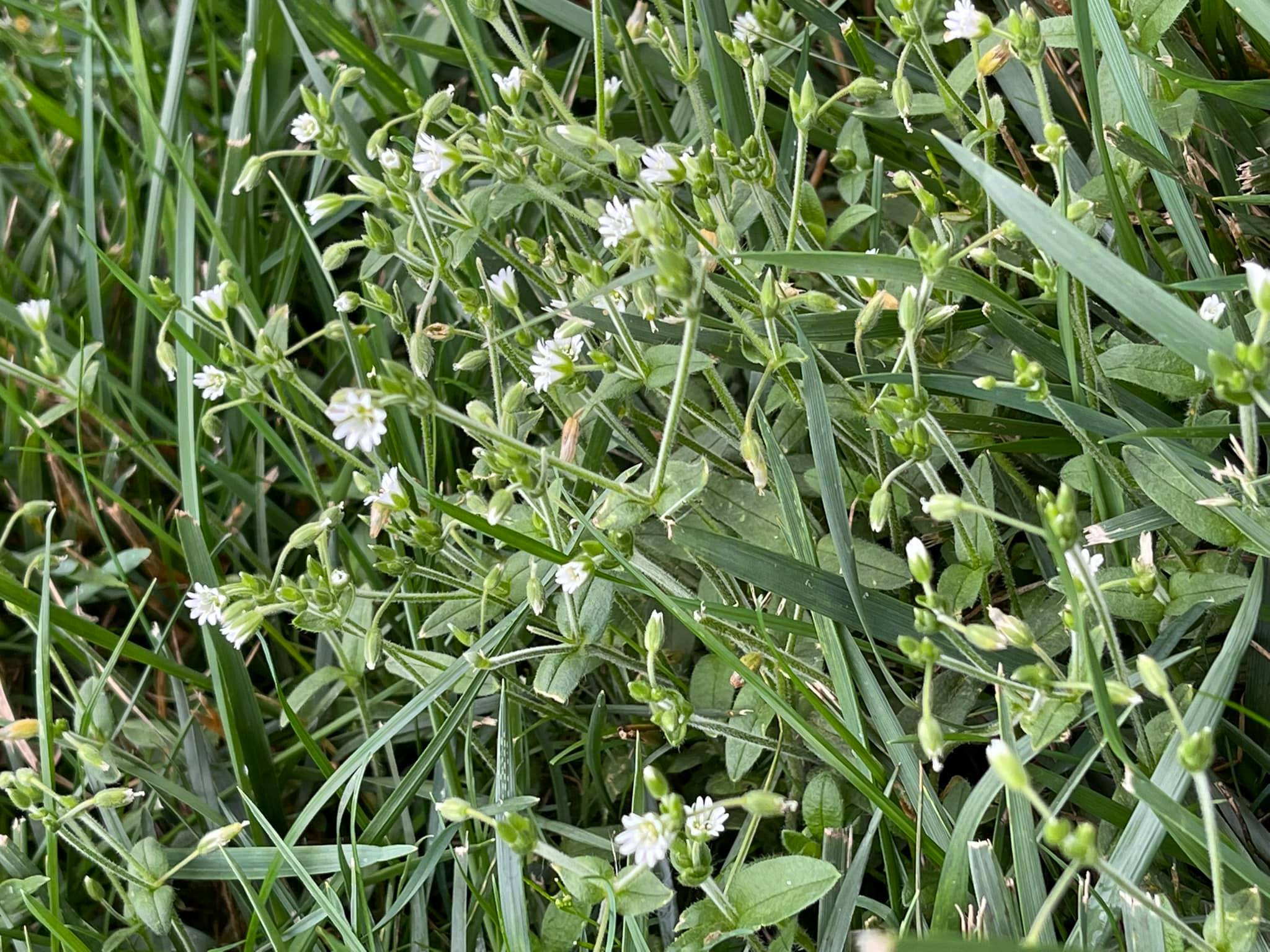 How to get rid of chickweed in your lawn for good (2024) lawn phix