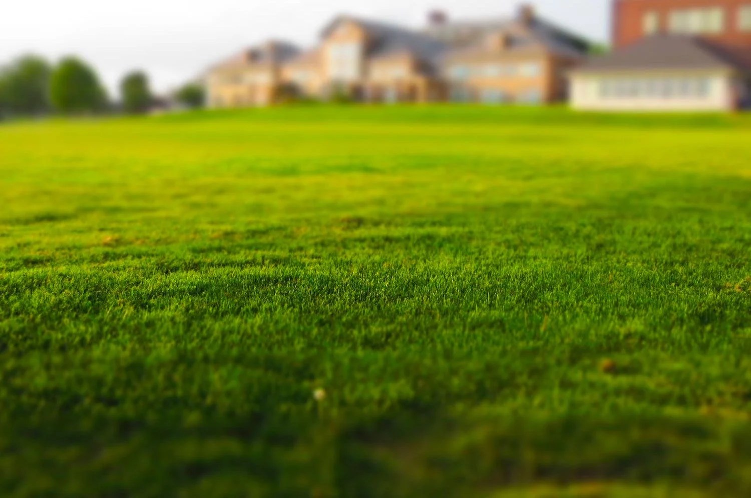 Mowed Lawn 1