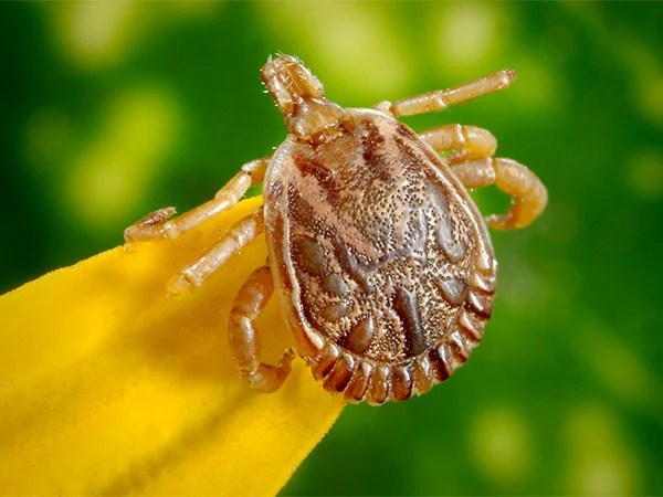 Natural-tick-control