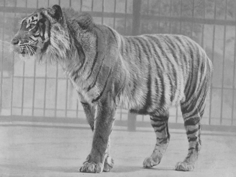 Historia: animales extintos (IV) – el tigre de Java