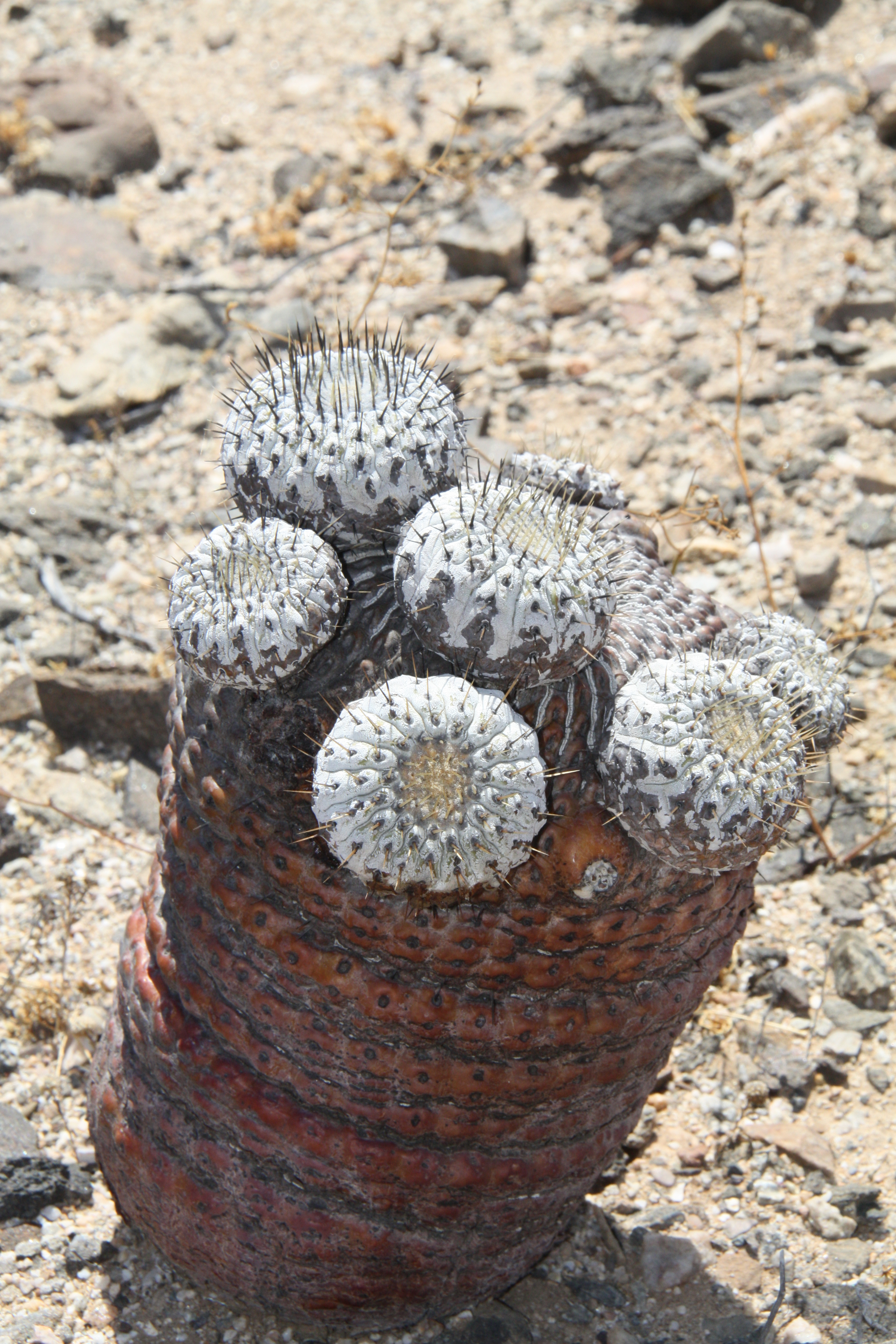 ⊙ Qui s'y frotte se pique !