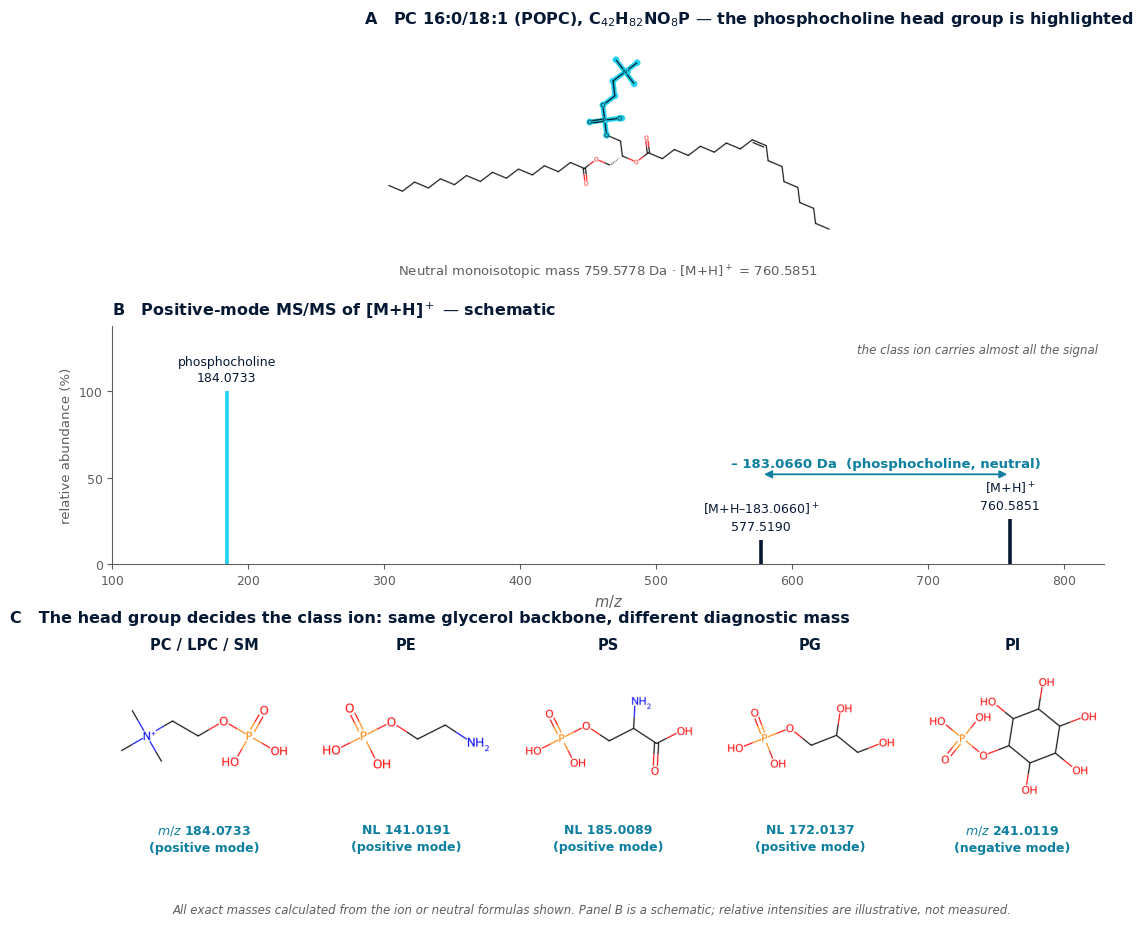 Three-panel figure: POPC structure with the phosphocholine head group highlighted, a schematic positive-mode MS/MS spectrum dominated by m/z 184.0733, and the five phospholipid head-group structures with their class ions and neutral losses