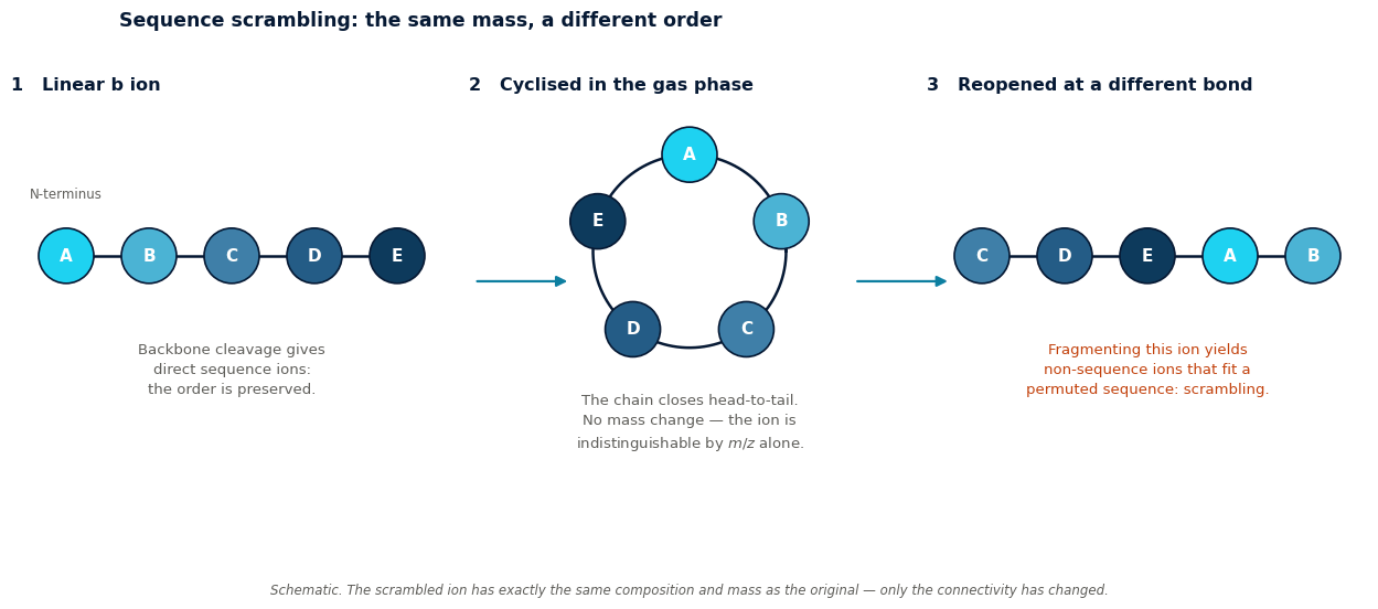Three-step schematic: a linear peptide b ion, the same ion cyclised head-to-tail in the gas phase, and the ring reopened at a different bond giving a permuted residue order