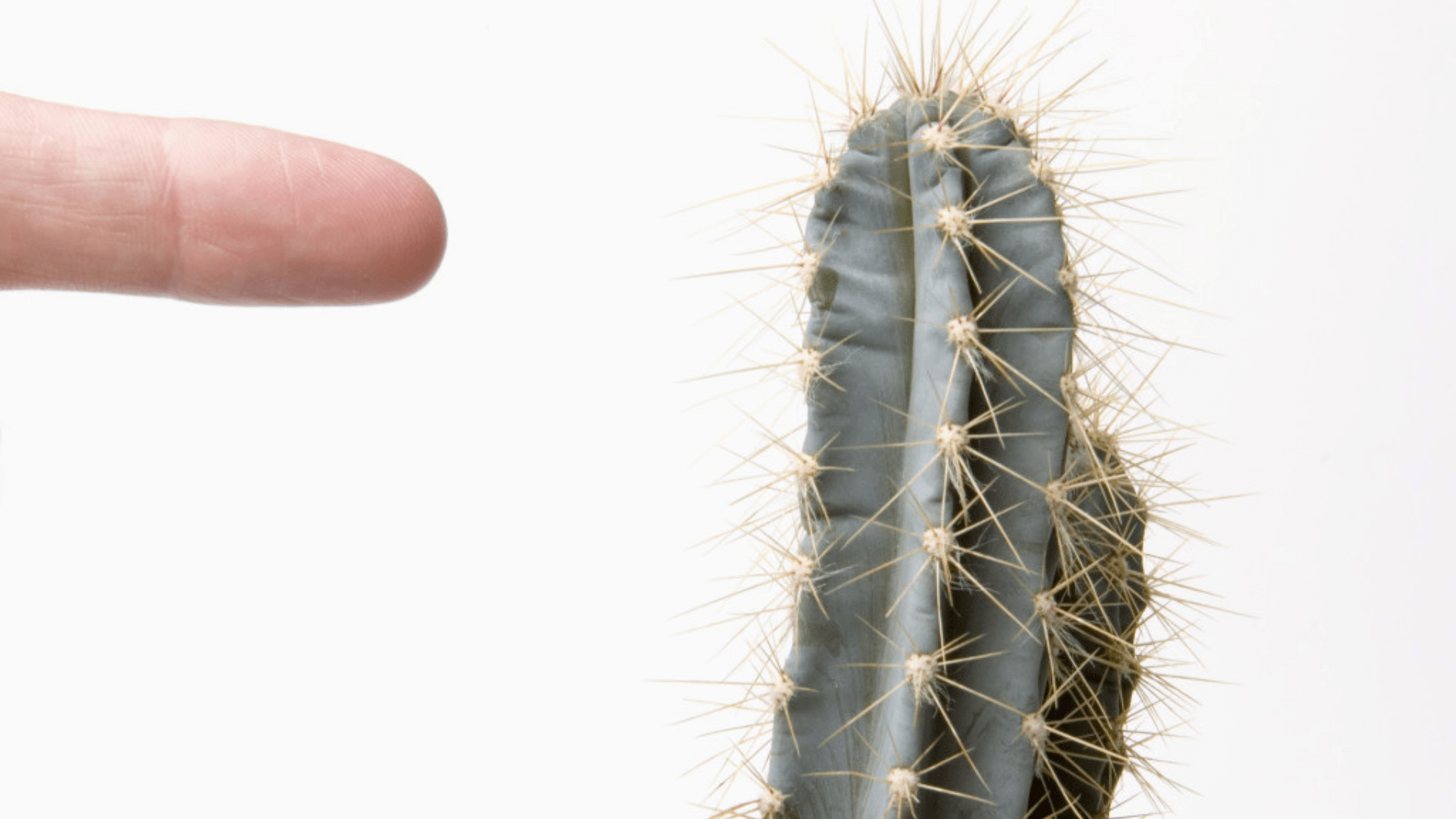 THE TOXIC AFFLICTION