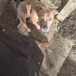 Hector