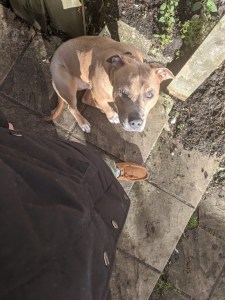 Hector