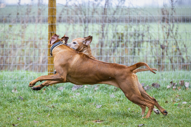 Adolescent Dog Workshop next date TBC