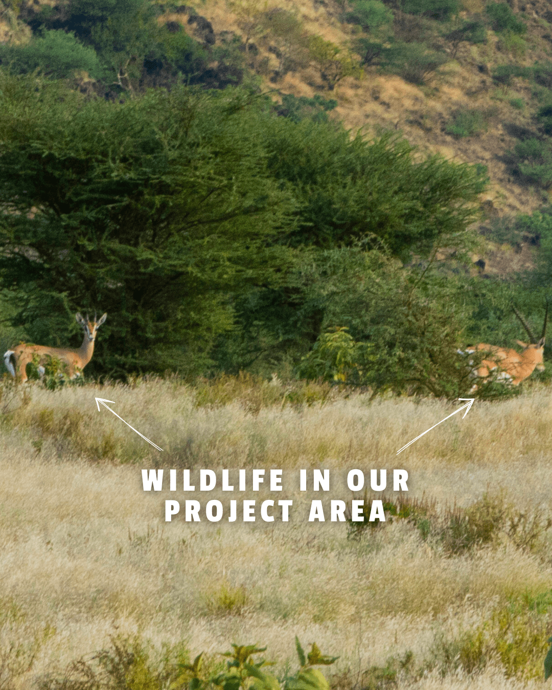 Wild Life at Project Area