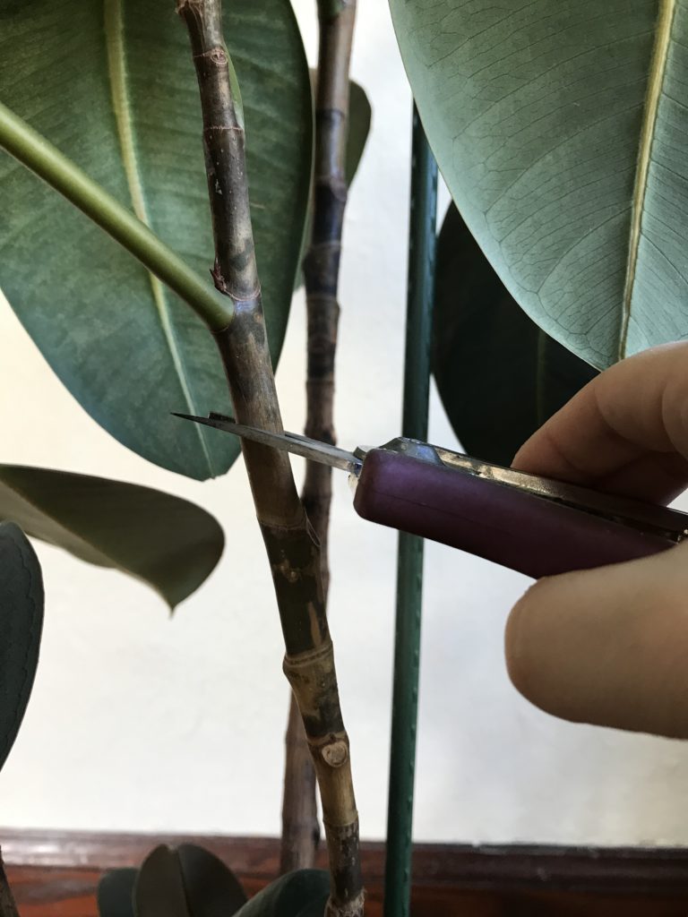 A Complete Guide To Caring For Rubber Plants And Answers To Why Yours Might Be Dying Vintage Revivals