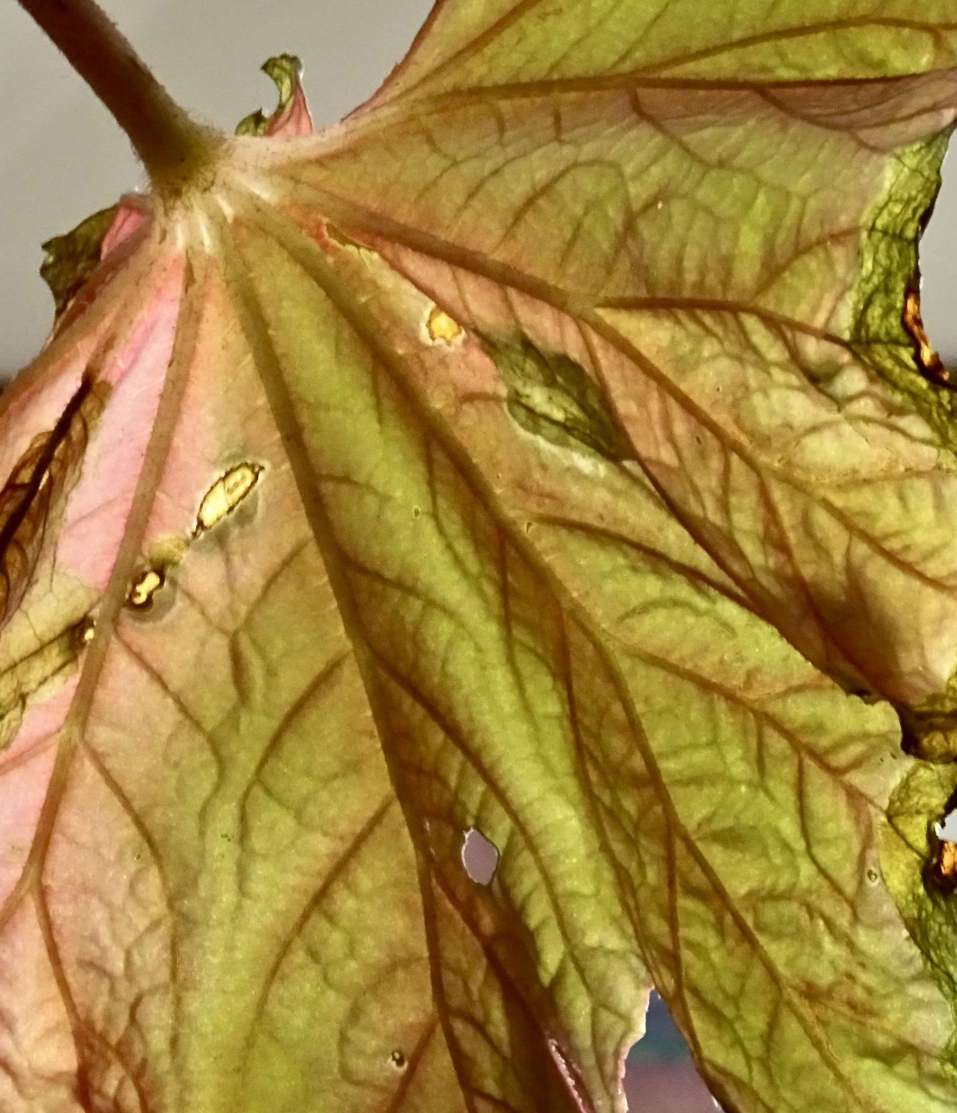 Lesson In A Begonia Leaf Leaf And Twig