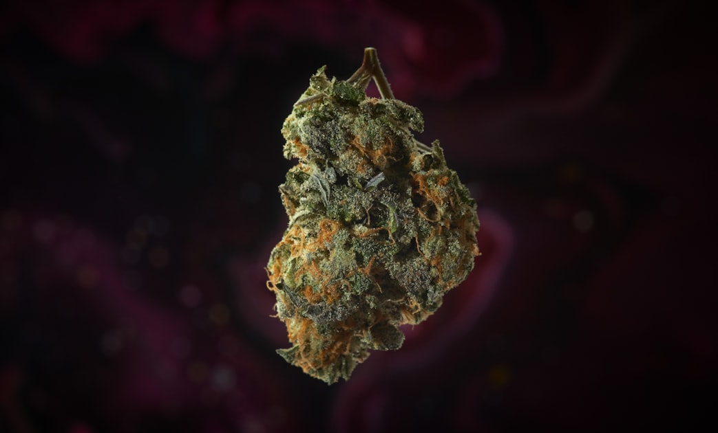 A Beginner’s Guide to Cannabis Culture